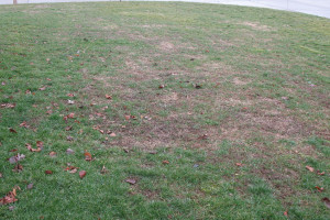 You may need to do a lawn renovation at the end of the growing season