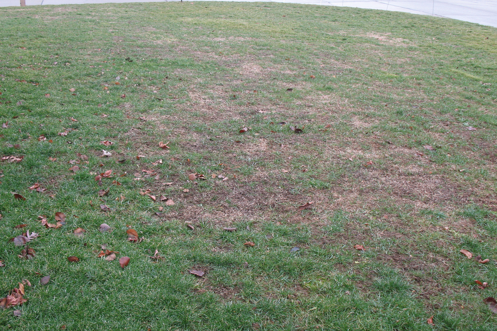 You may need to do a lawn renovation at the end of the growing season
