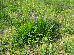 Plantain in the middle of grass