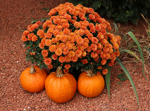 Hardy mums are an annual that adds fall color