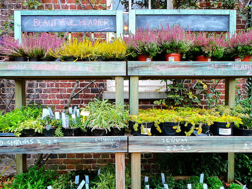 Visit your local garden center to get ready for renovating your planting beds