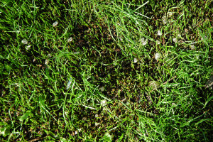 Reseed your lawn during the fall season
