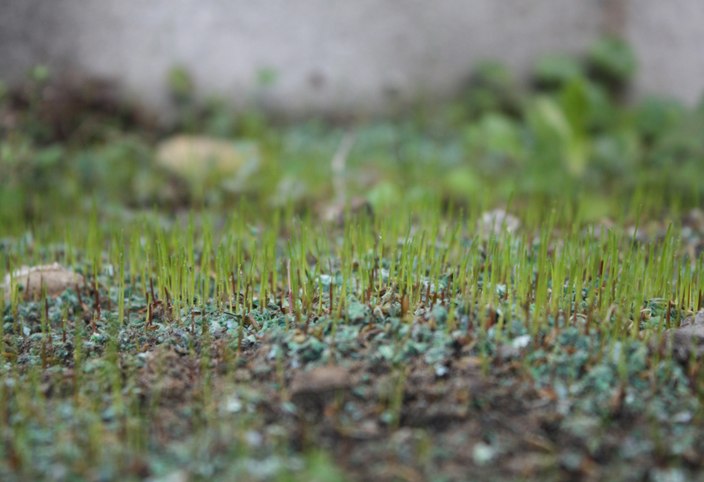 You can reseed your lawn during the fall