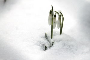 Snowdrops are one type of spring flowering bulb