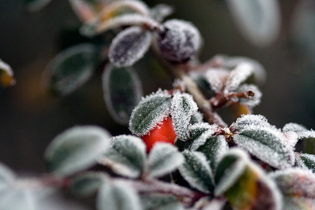 Winter Protection for Shrubs Should Be Placed in Fall