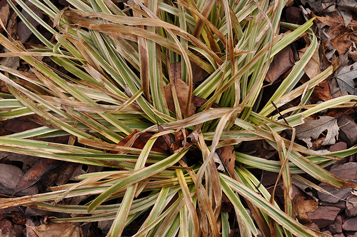 Cutting Back Perennials in Your Garden