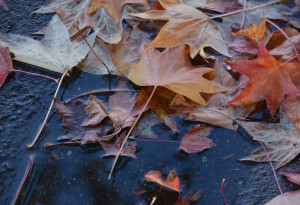 Raking up leaves is part of your final garden cleanup