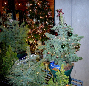 A live holiday tree can be a wonderful addition to your home decor.