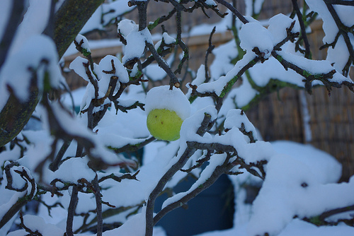 Treat Your Fruit Trees and Shrubs with Dormant Oils