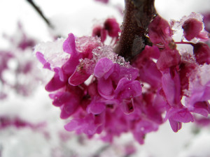 Redbuds are a source of early spring color