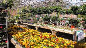 One place to buy plants is your local garden center