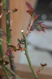 Pruning roses can be done in spring