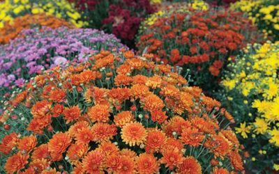 Keep it Colorful with Mums