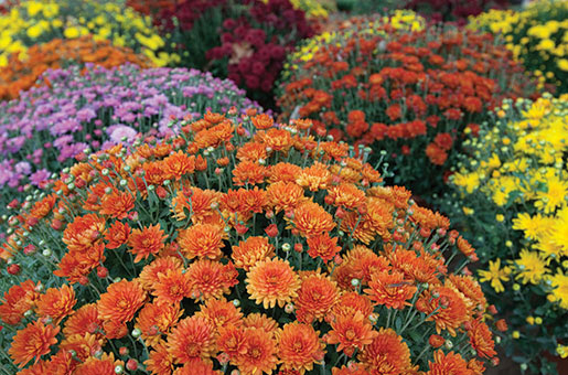 Keep it Colorful with Mums
