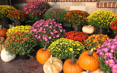 Keep It Colorful with Mums